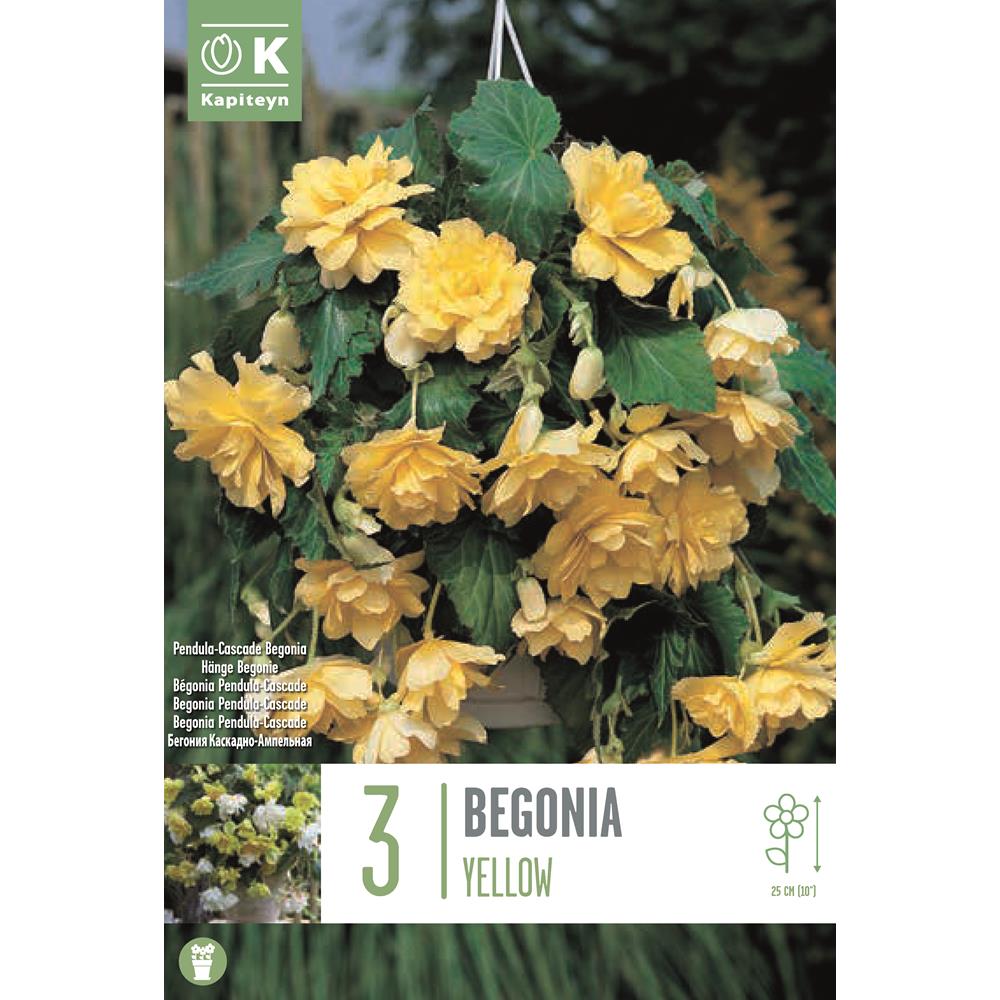Begonia Pendula Cascade Yellow