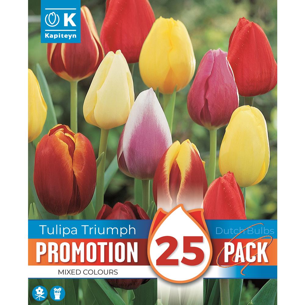 Promo Tulip Triumph Mixed