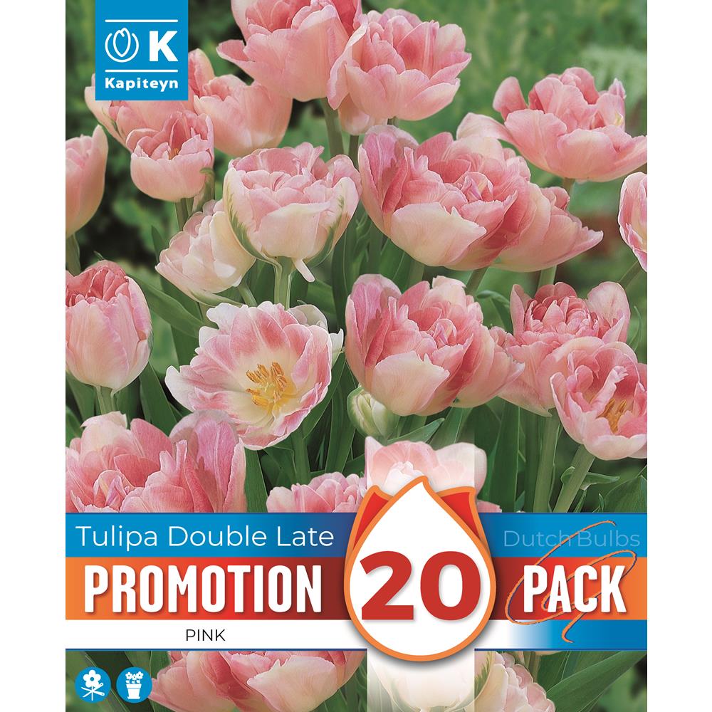 Promo Tulip Double  Angelique