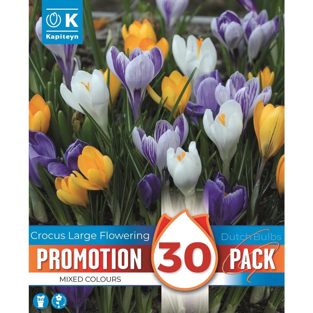 Promo Crocus Large Flowering Mix