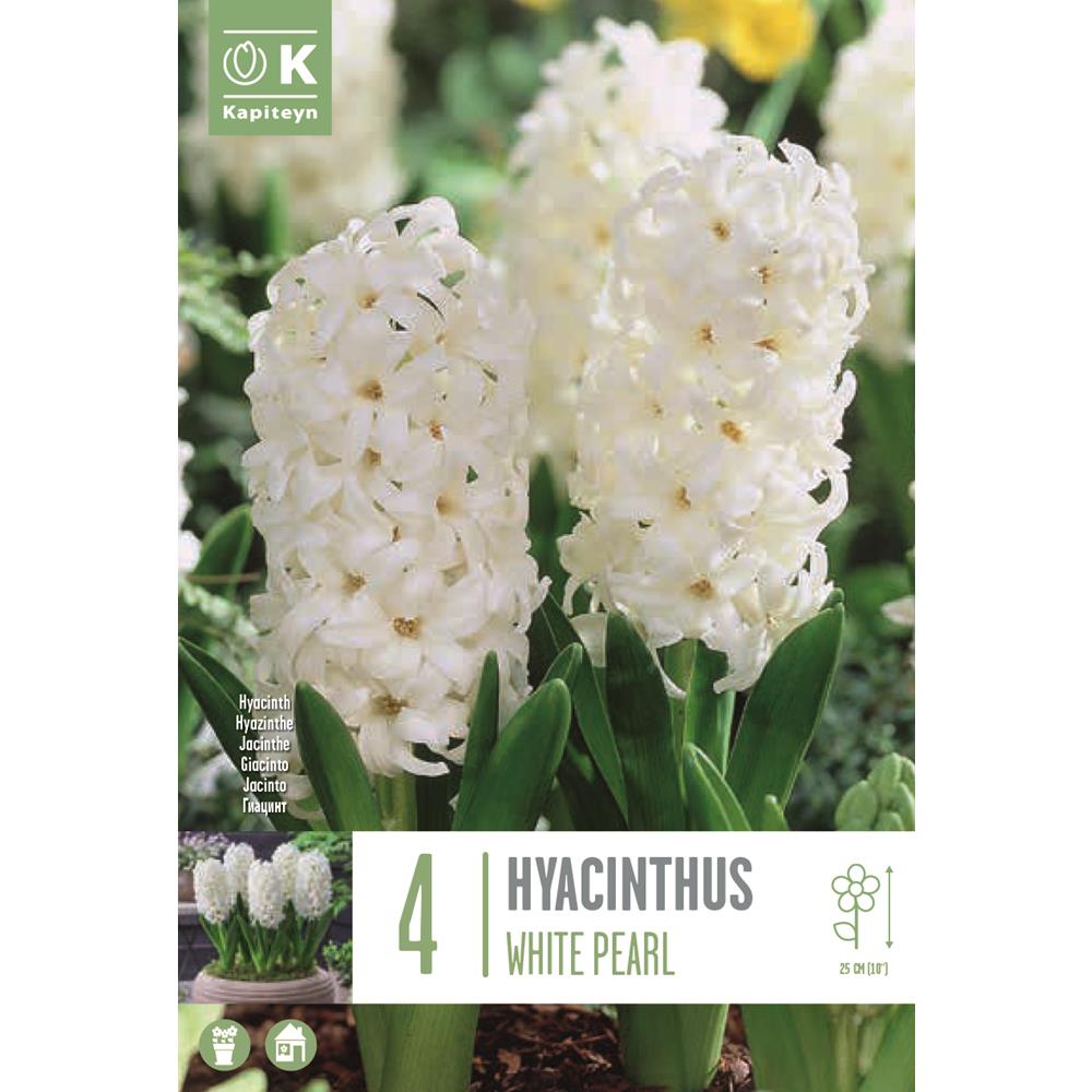 Hyacinth White Pearl