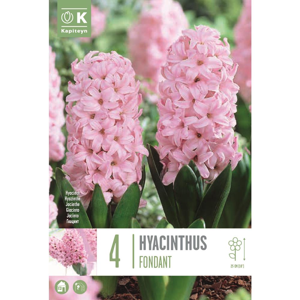 Hyacinth Fondant