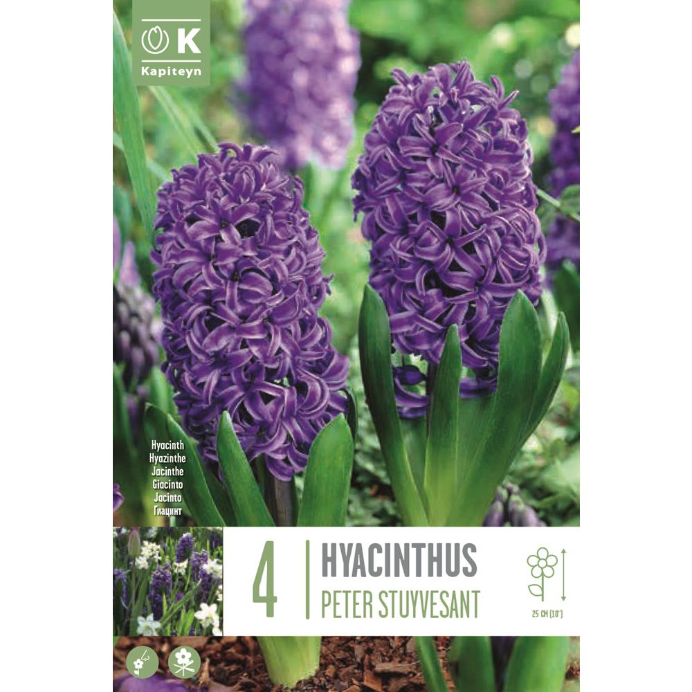 Hyacinth Peter Stuyvesant