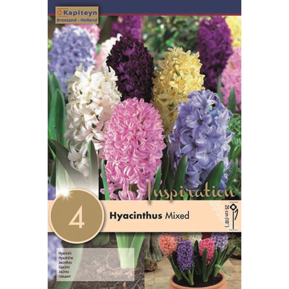 Hyacinth Mixed Colours