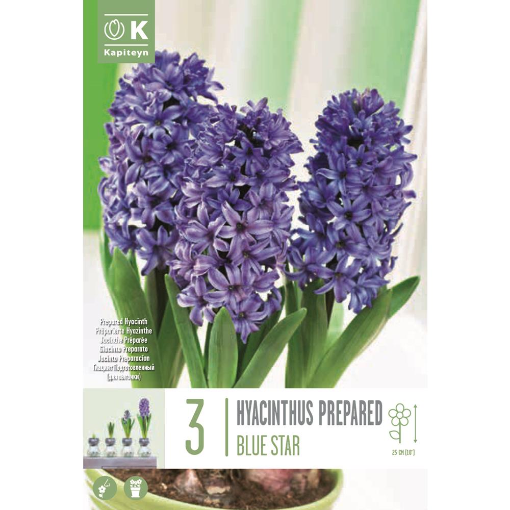 HYACINTH EARLY Blue Star