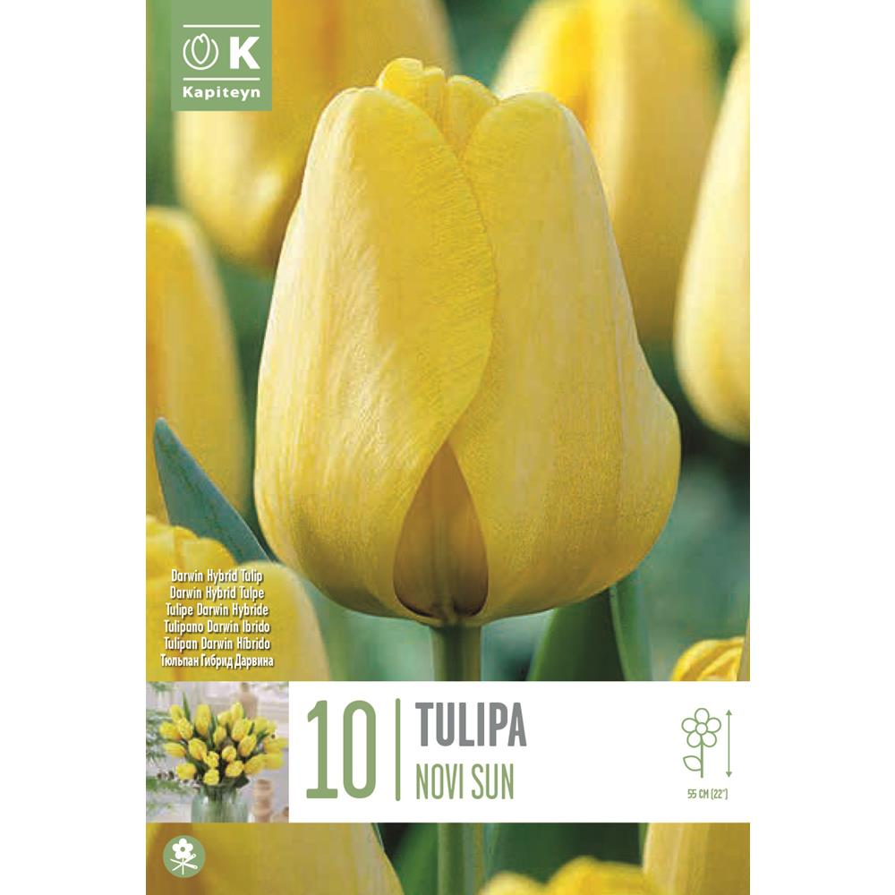 TULIP GOLDEN Novisun