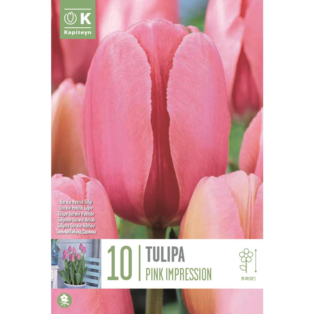 Tulip Pink Impression