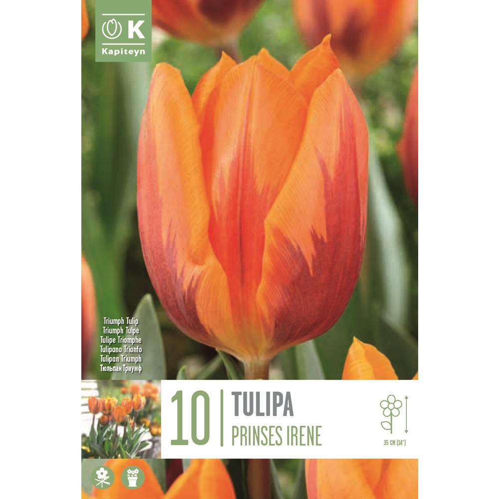 Tulip Princess Irene