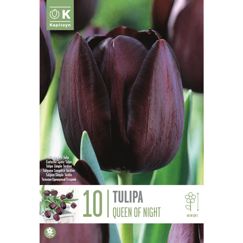 Tulip Single Late Queen of Night