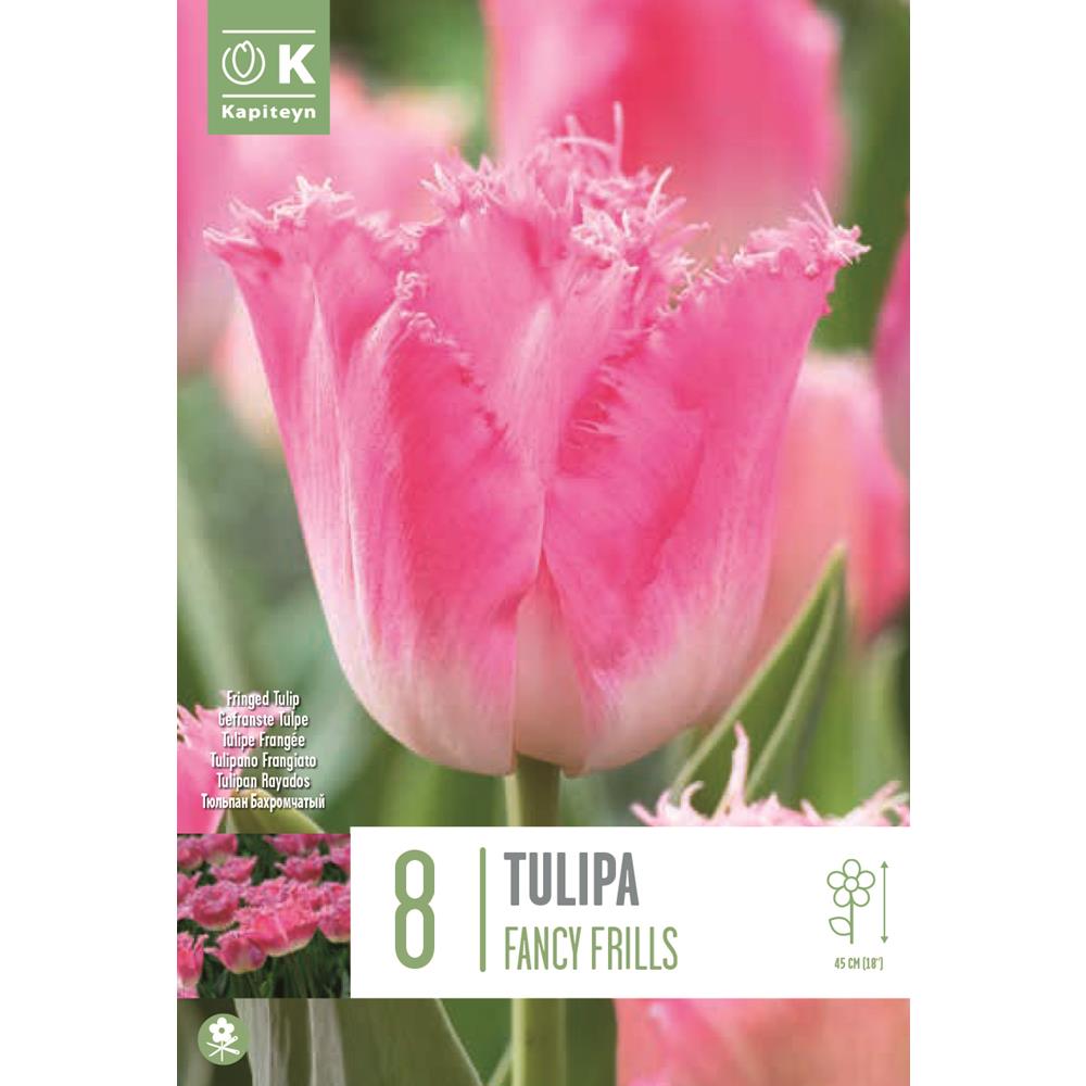 Tulip Fringed Fancy Frills