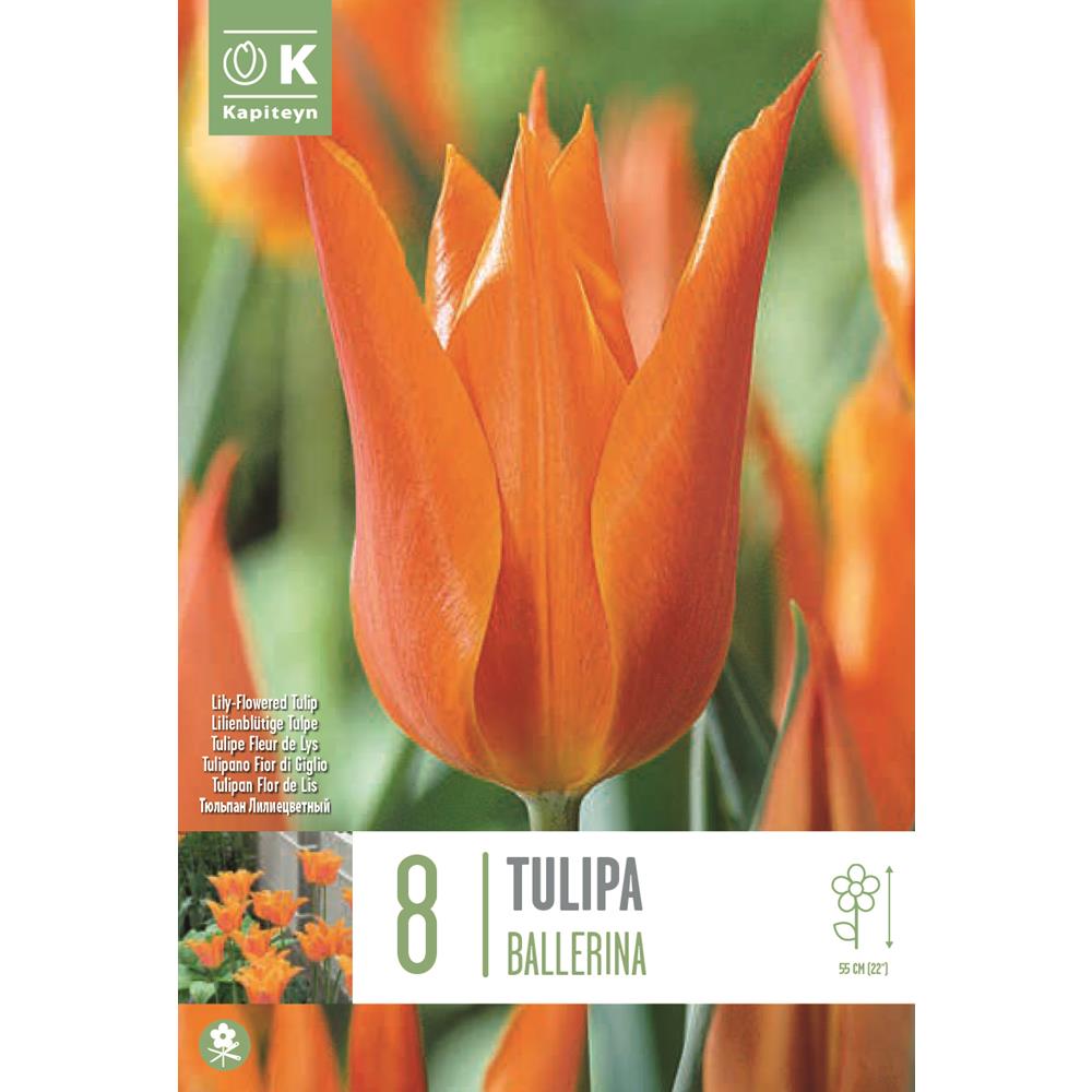 Tulip Lily Flowered Ballerina