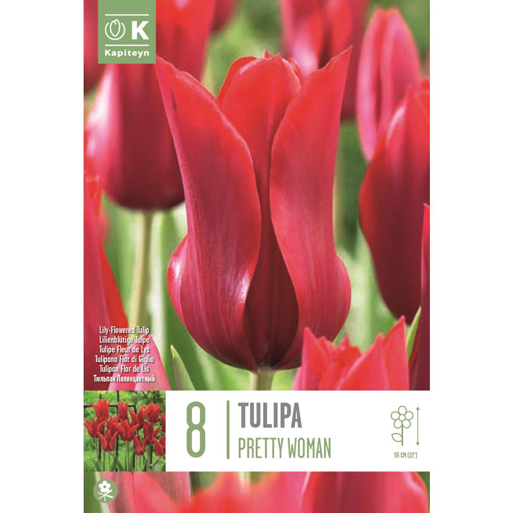 Tulip Lily Flowered Red Shine