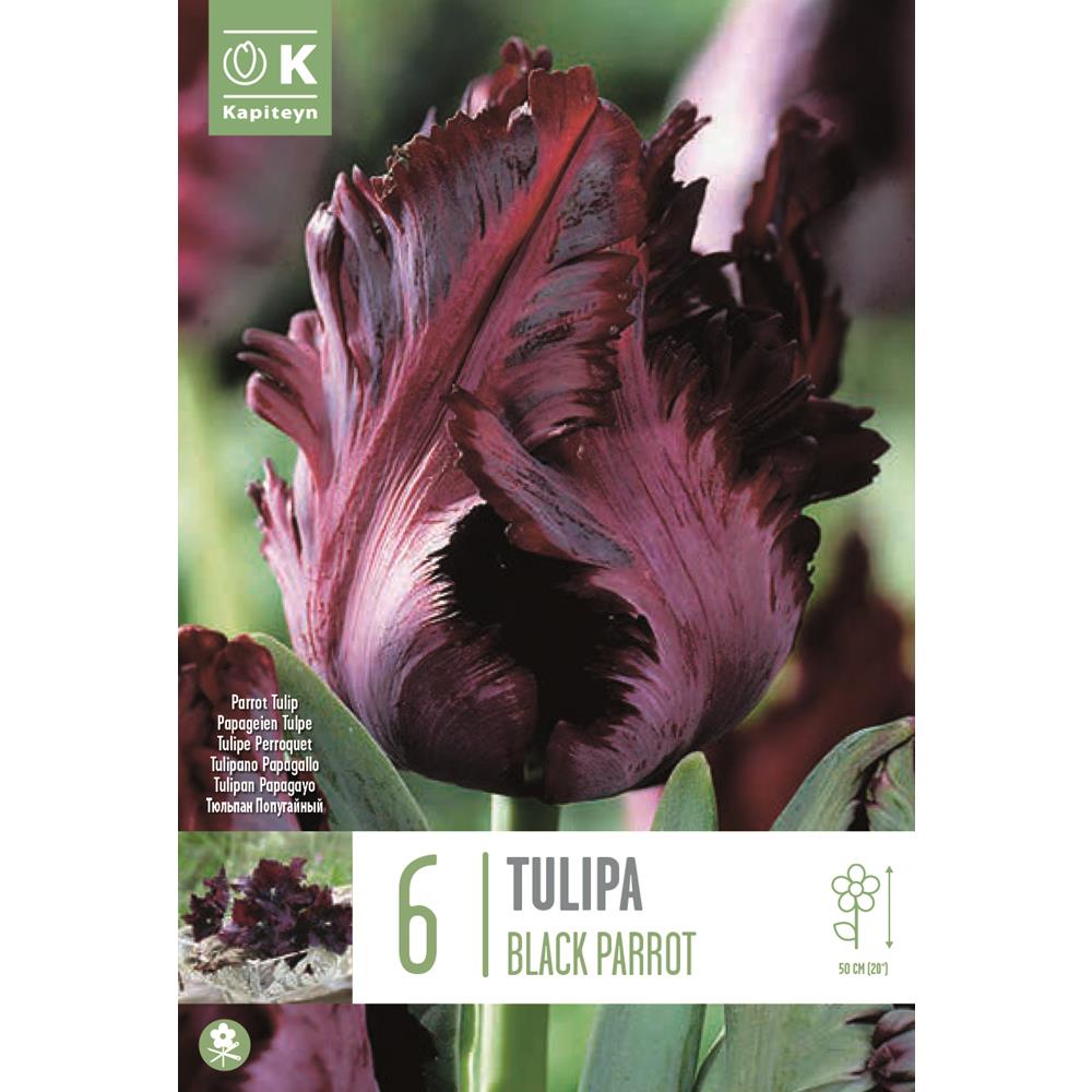 Tulip Black Parrot