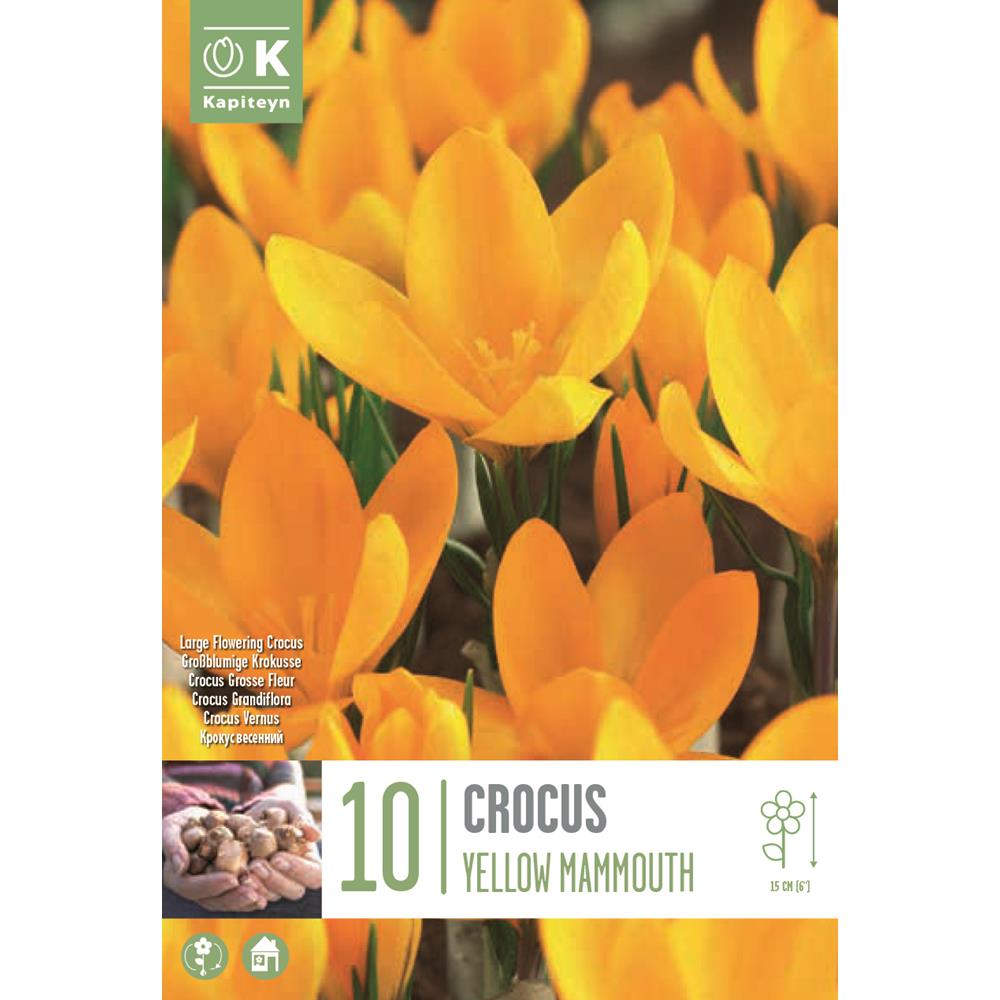 Crocus Yellow Mammouth