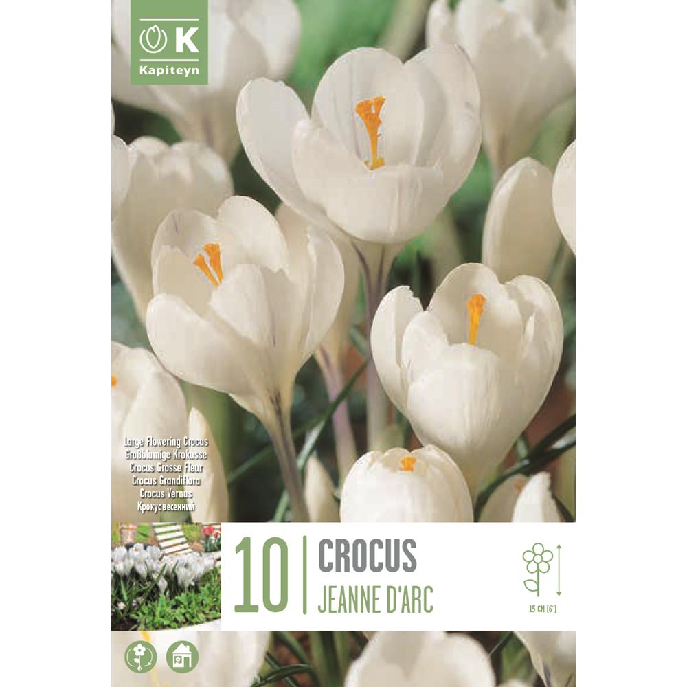 Crocus Jeanne D'Arc