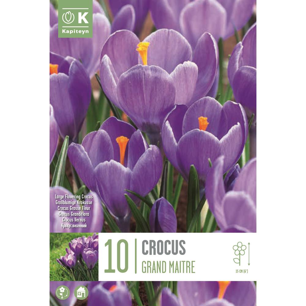 Crocus Grand Maitre