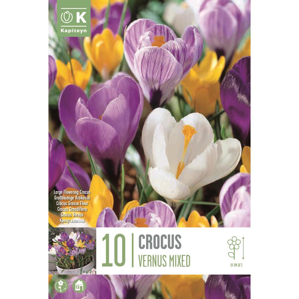 Crocus Large Flowering Mixed Colours