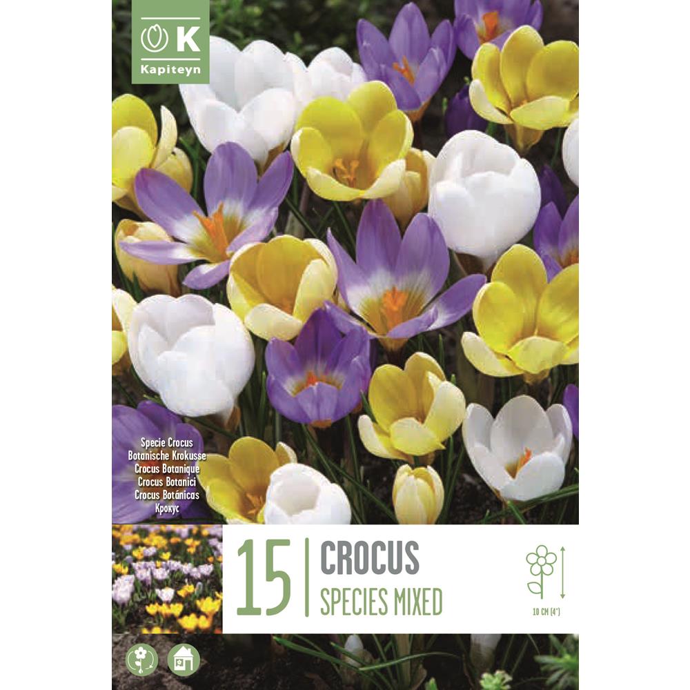 Crocus Specie Mixed Colours