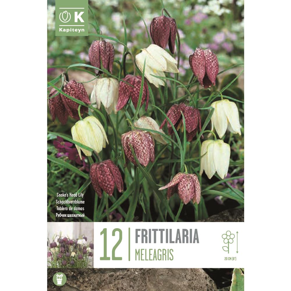 Fritillaria Meleagris Mix