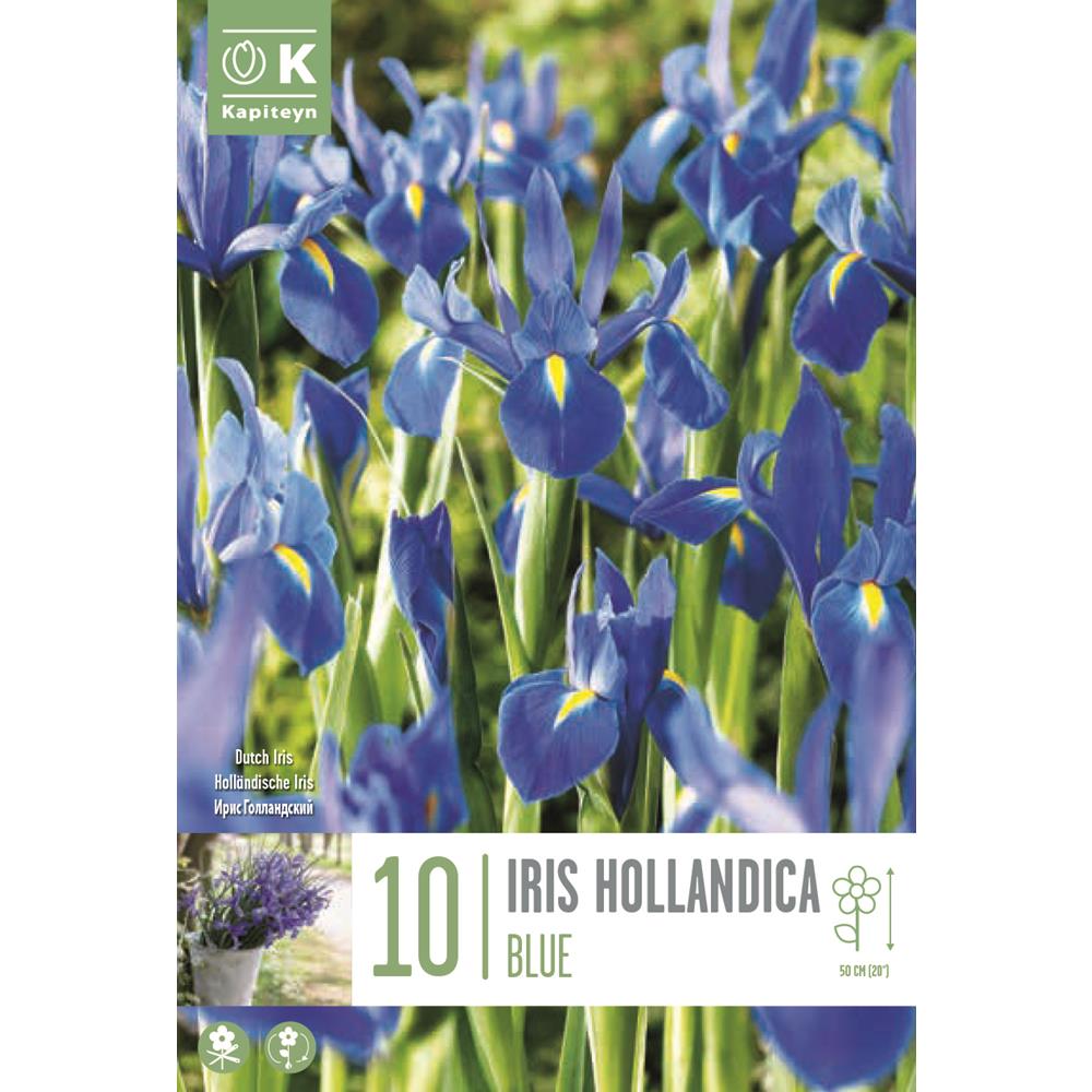 Iris Hollandica Blue