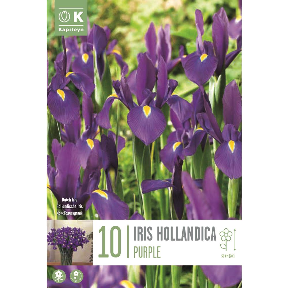 Iris Hollandica Purple