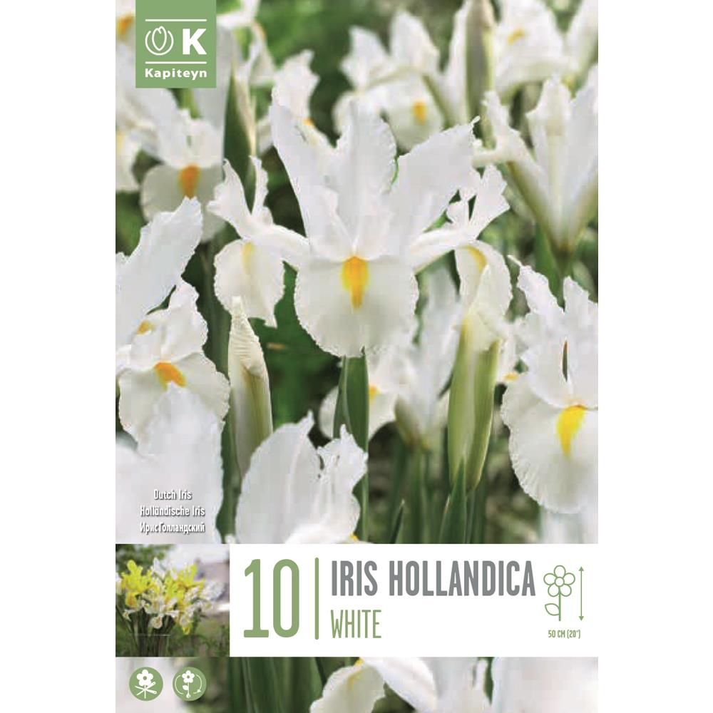 Iris Hollandica White