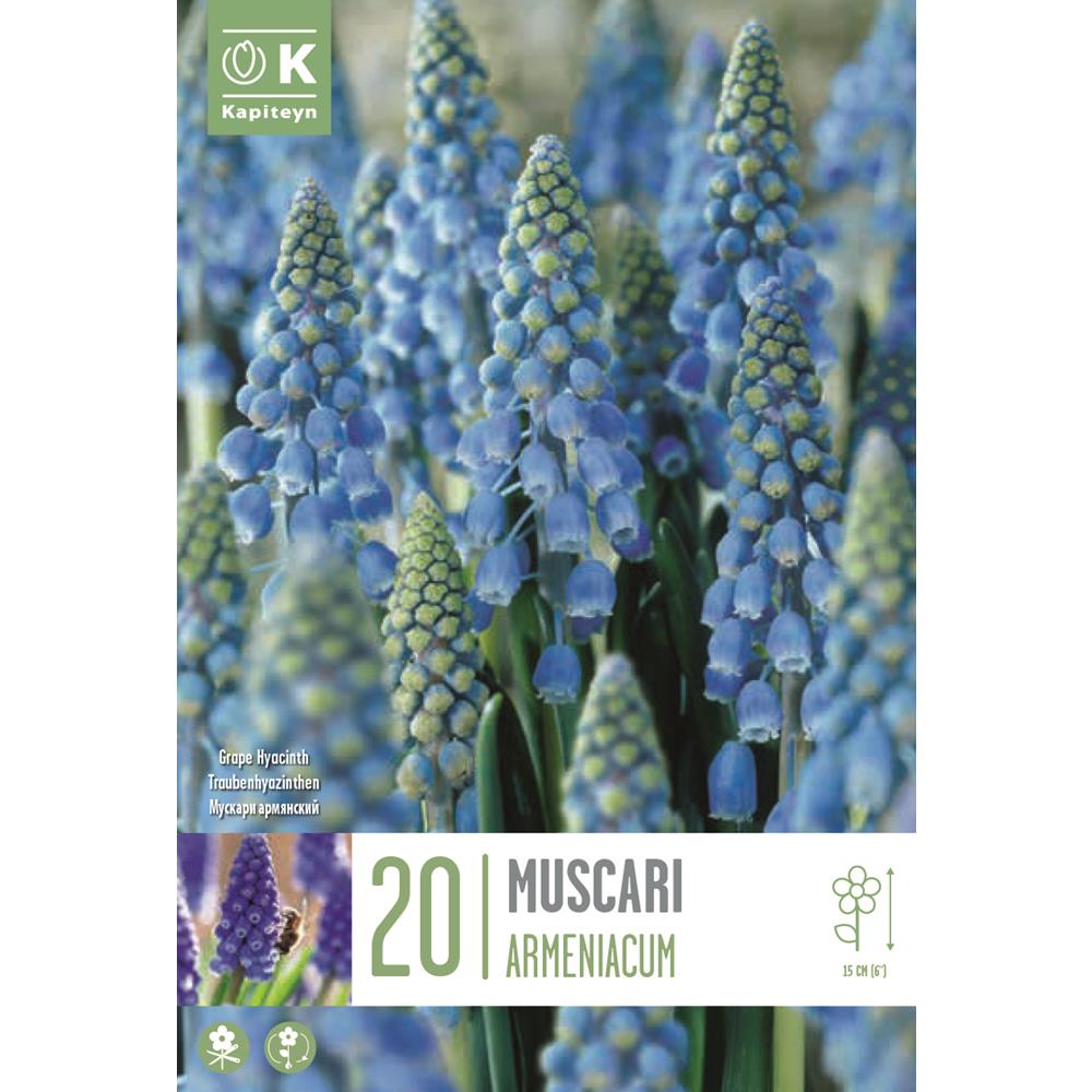 Muscari Armeniacum