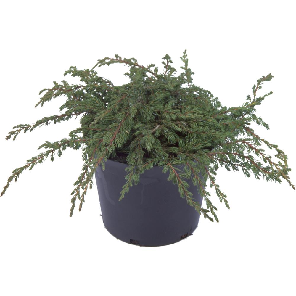 Juniperus Communis Repanda 3L
