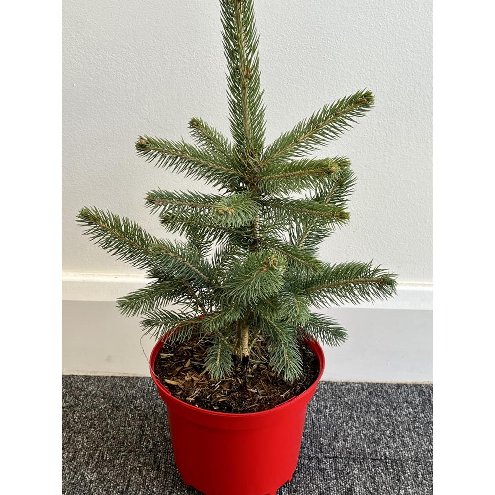Blue Spruce  Picea Pungens 3L Pot