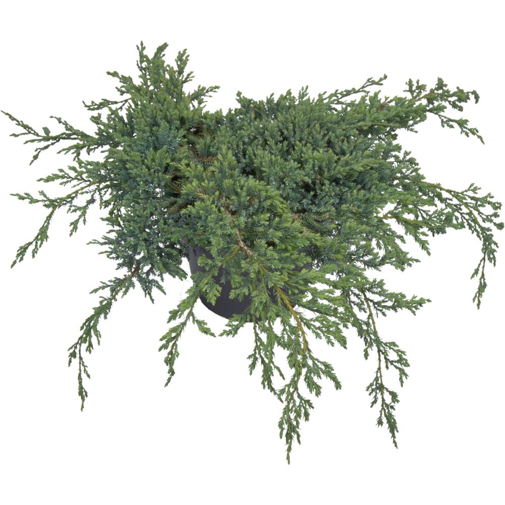 Juniperus Squamata Blue Carpet 3L