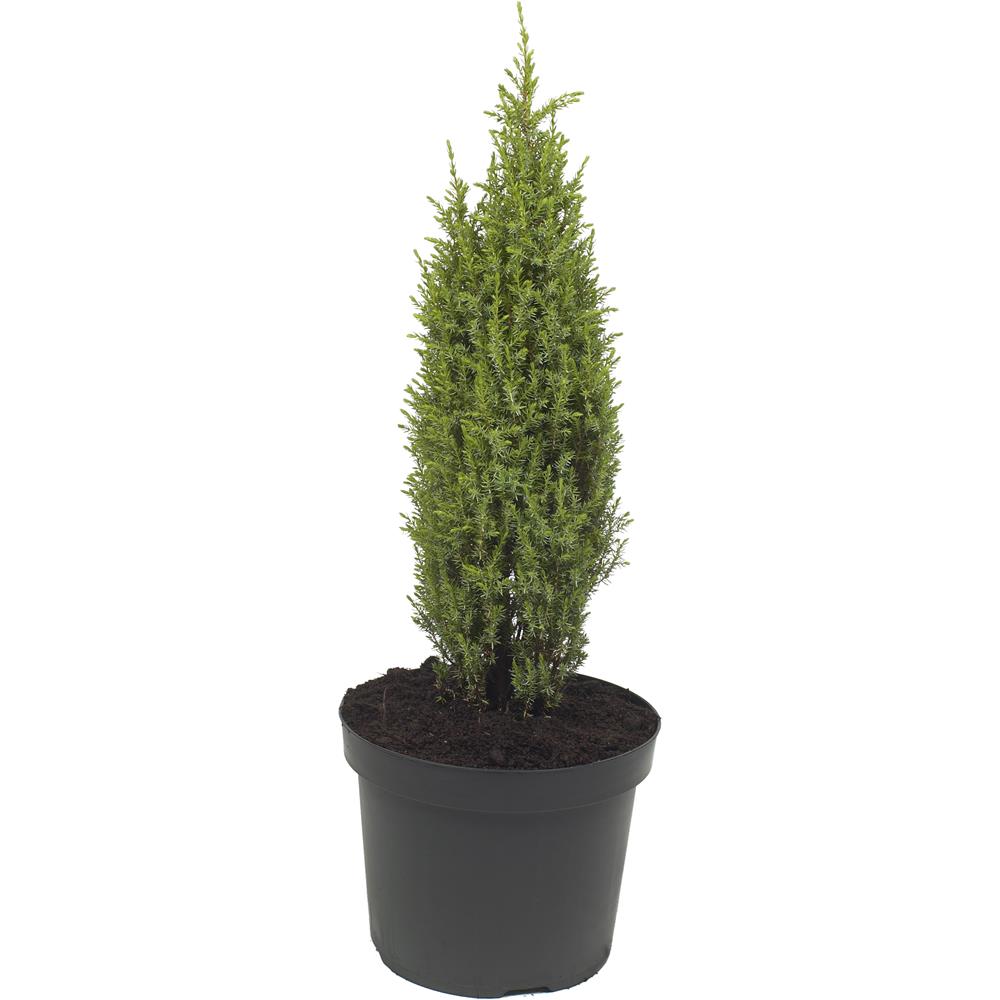 Juniperus Communis Compressa 3L