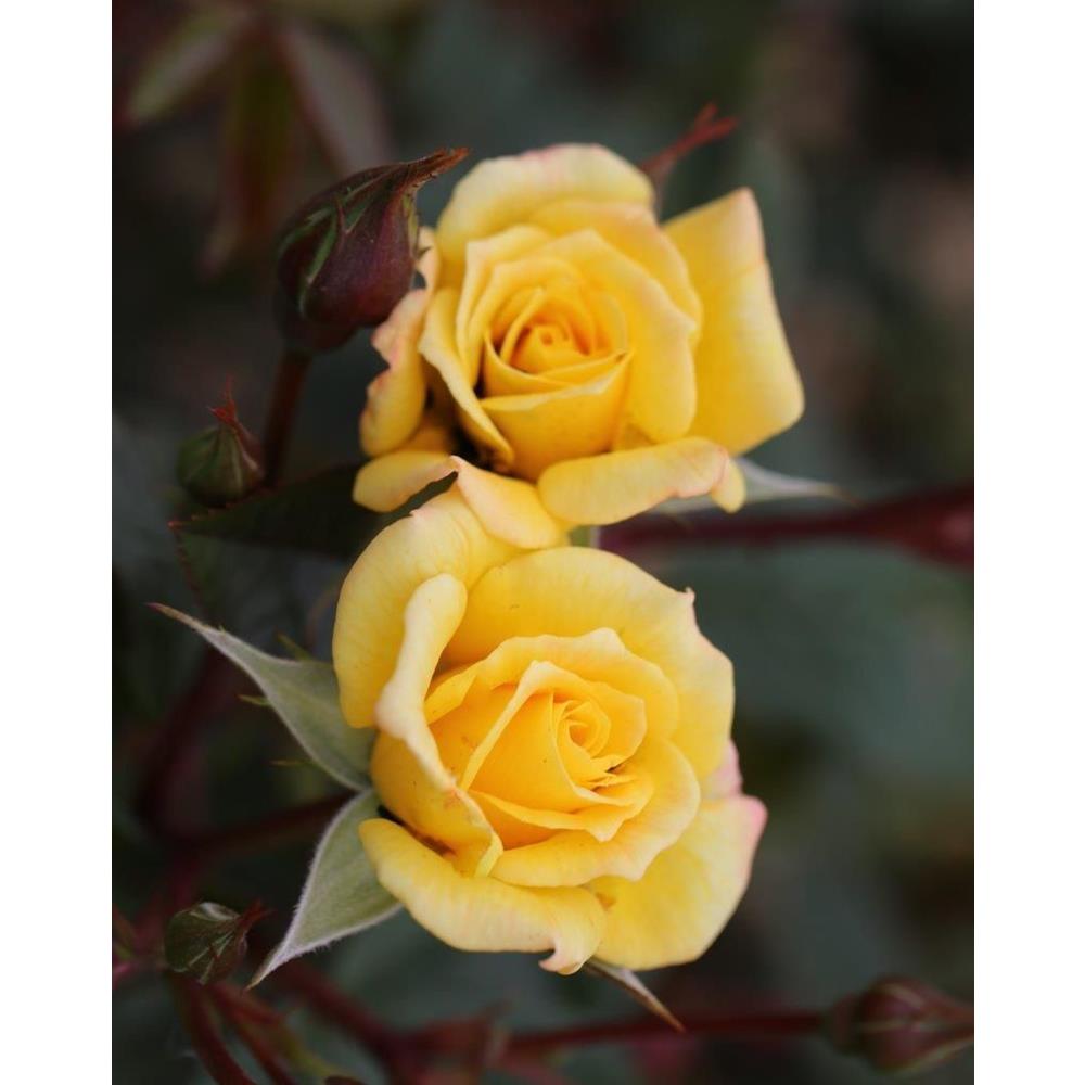 Climbing Rose Laura Ford 4L