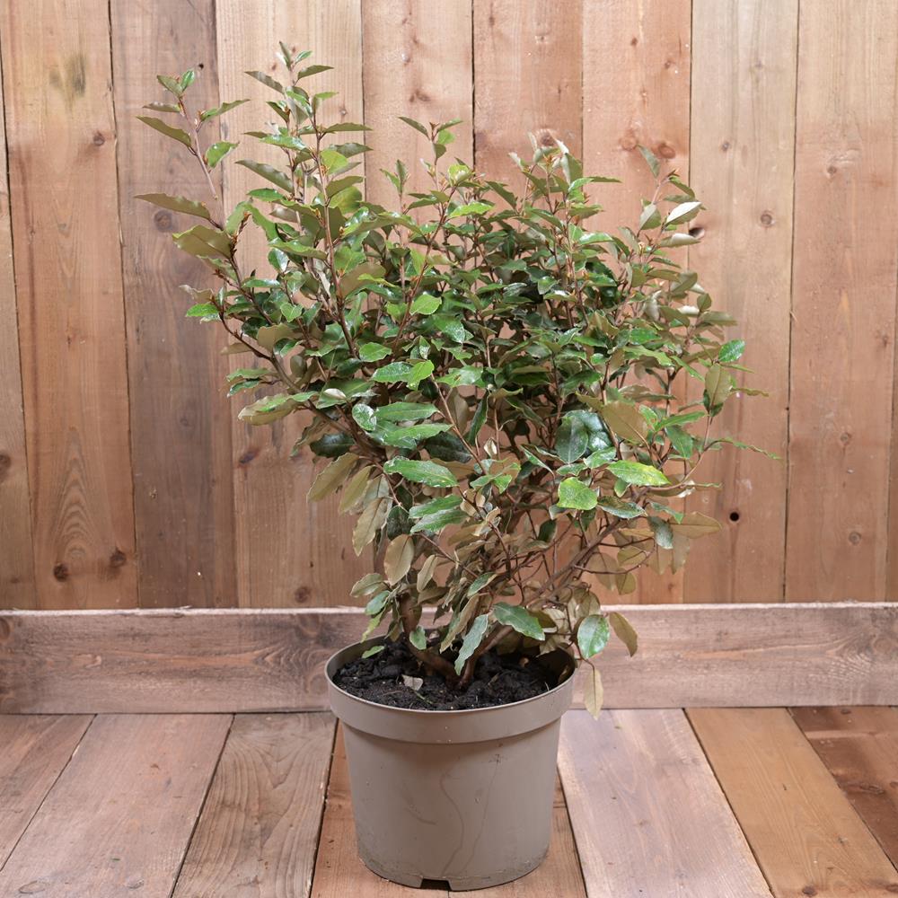 Elaeagnus Ebbingei 10L Evergreen Shrubs Polhill Garden