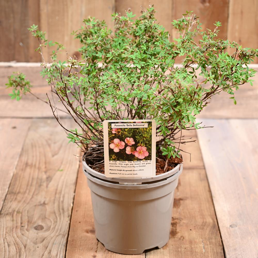 Potentilla Fruticosa Bellisimma  3L