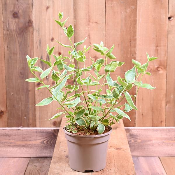 Vinca Major 'Elegantissima' 2L Hardy and Half Hardy Shrubs Polhill