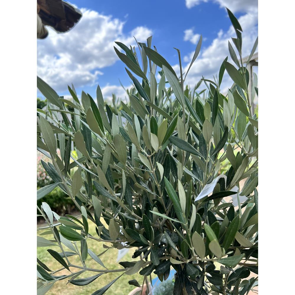 Olea Europaea  (Olive Tree)