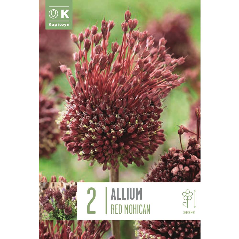 Allium Red Mohican