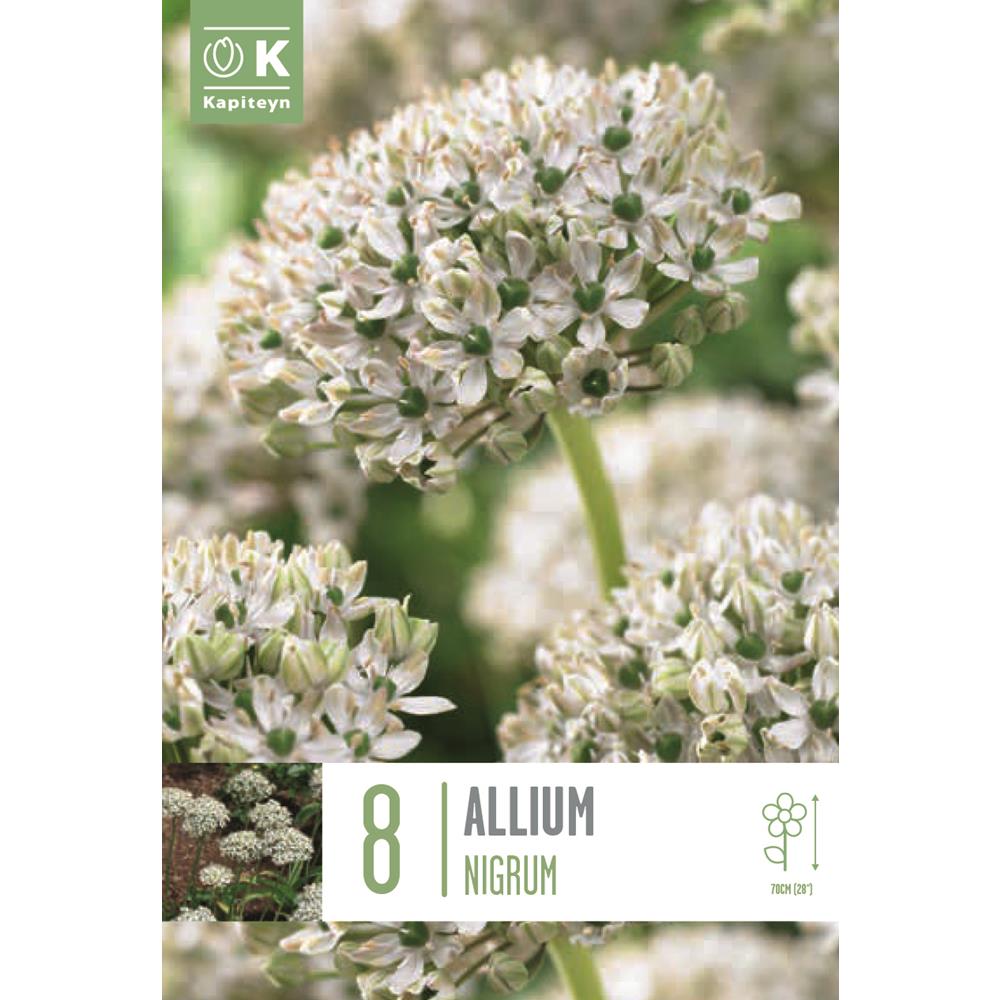 Allium Nigrum