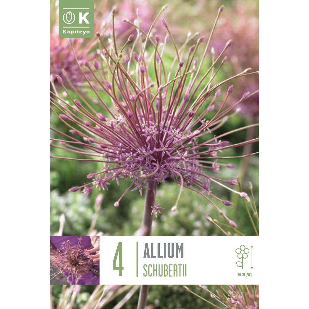 Allium Schubertii