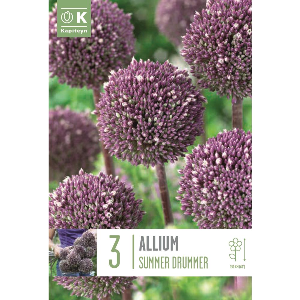 Allium Summer Drummer