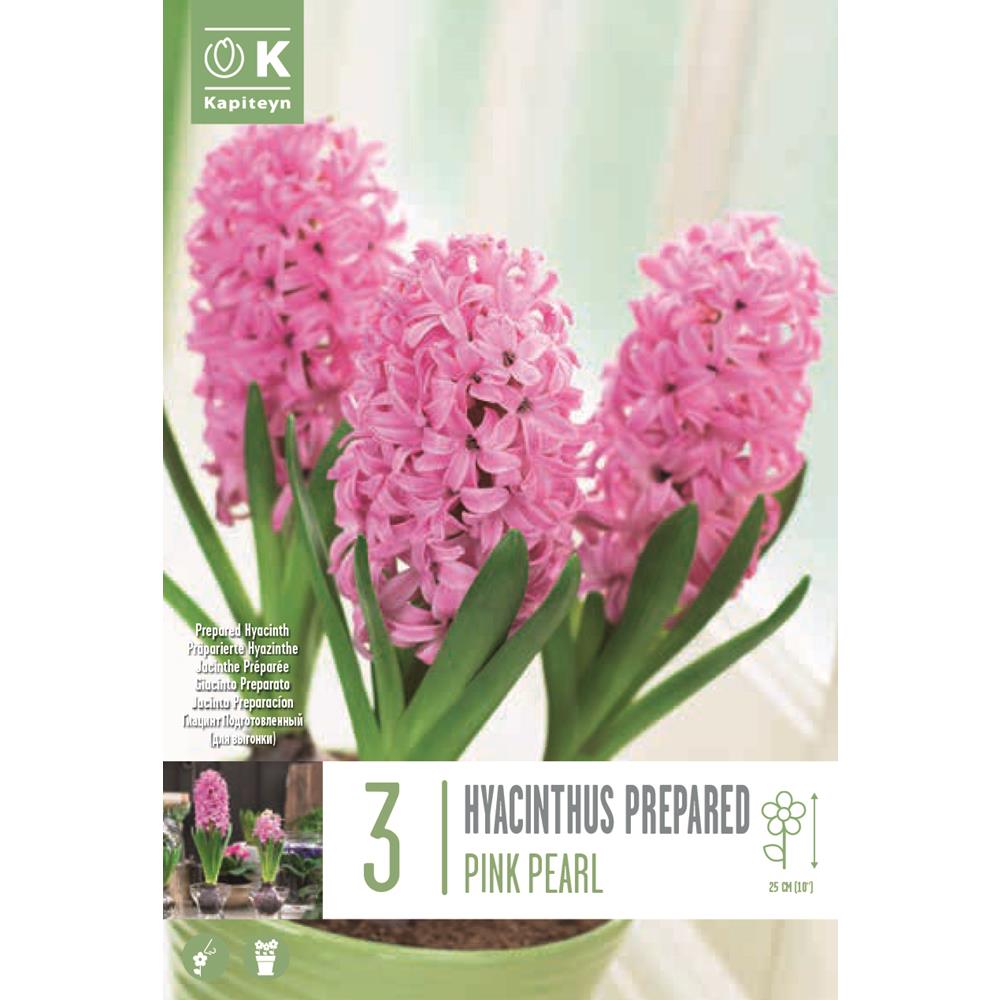 Hyacinth Early Pink Pearl