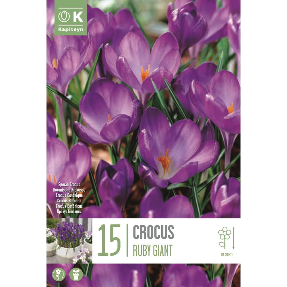 Crocus Specie Ruby Giant