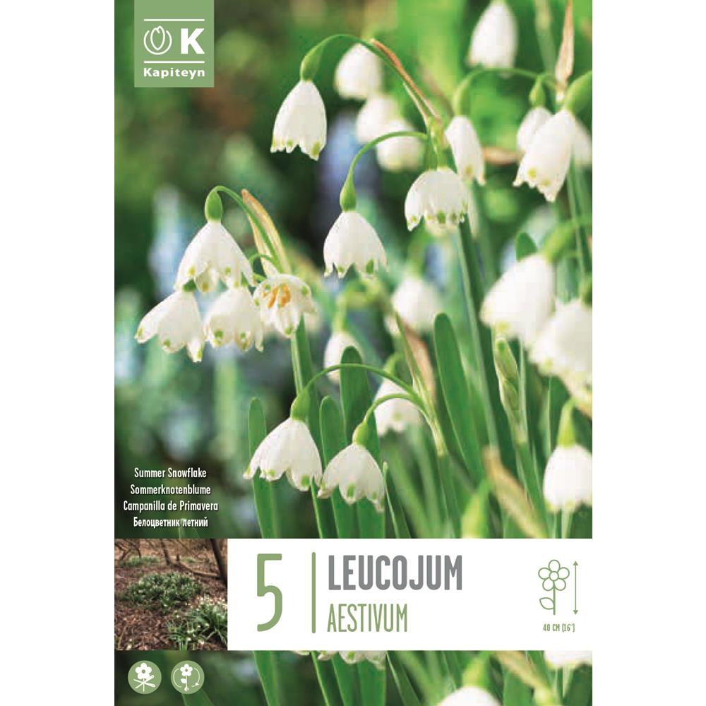 Leucojum Aestivum