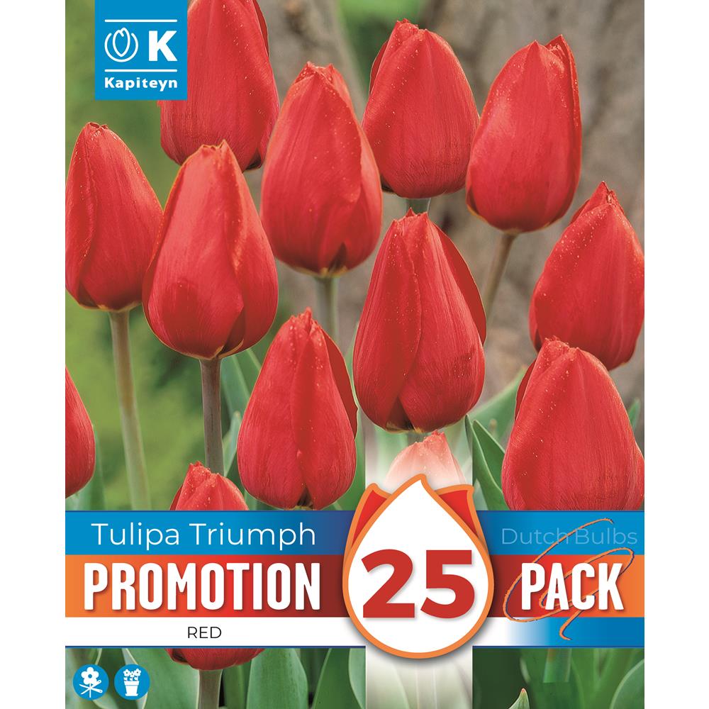 Promotion Tulip Triumph Red 