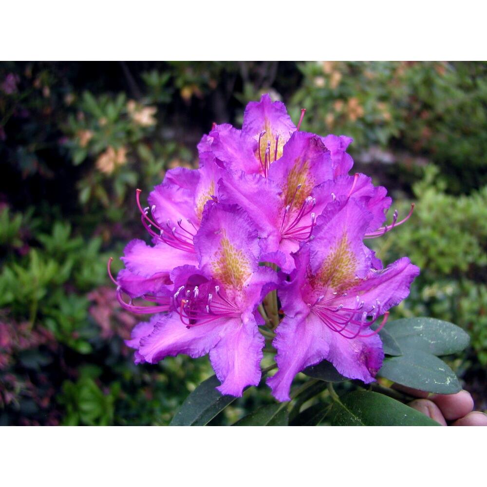Rhododendron Libretto 7.5L 