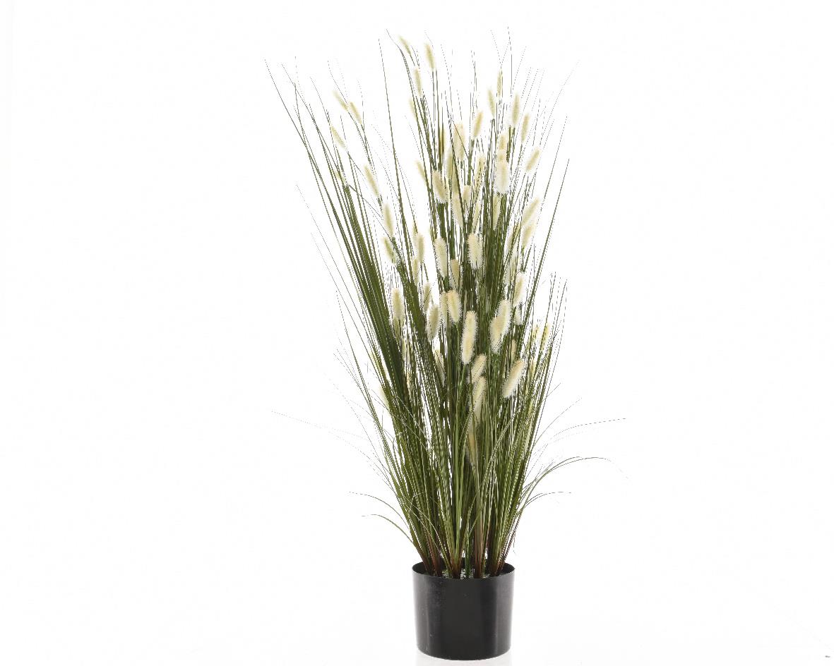 PLC Grass In Pot With Cats Tale 