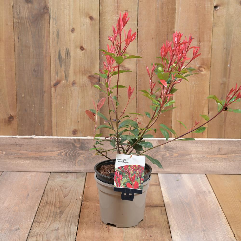 Photinia Carre Rouge 3L