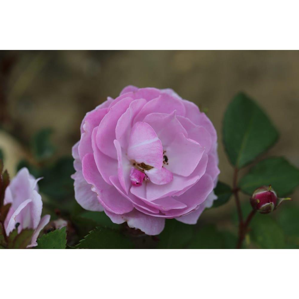 Climbing Rose Lilac Bouquet 4L