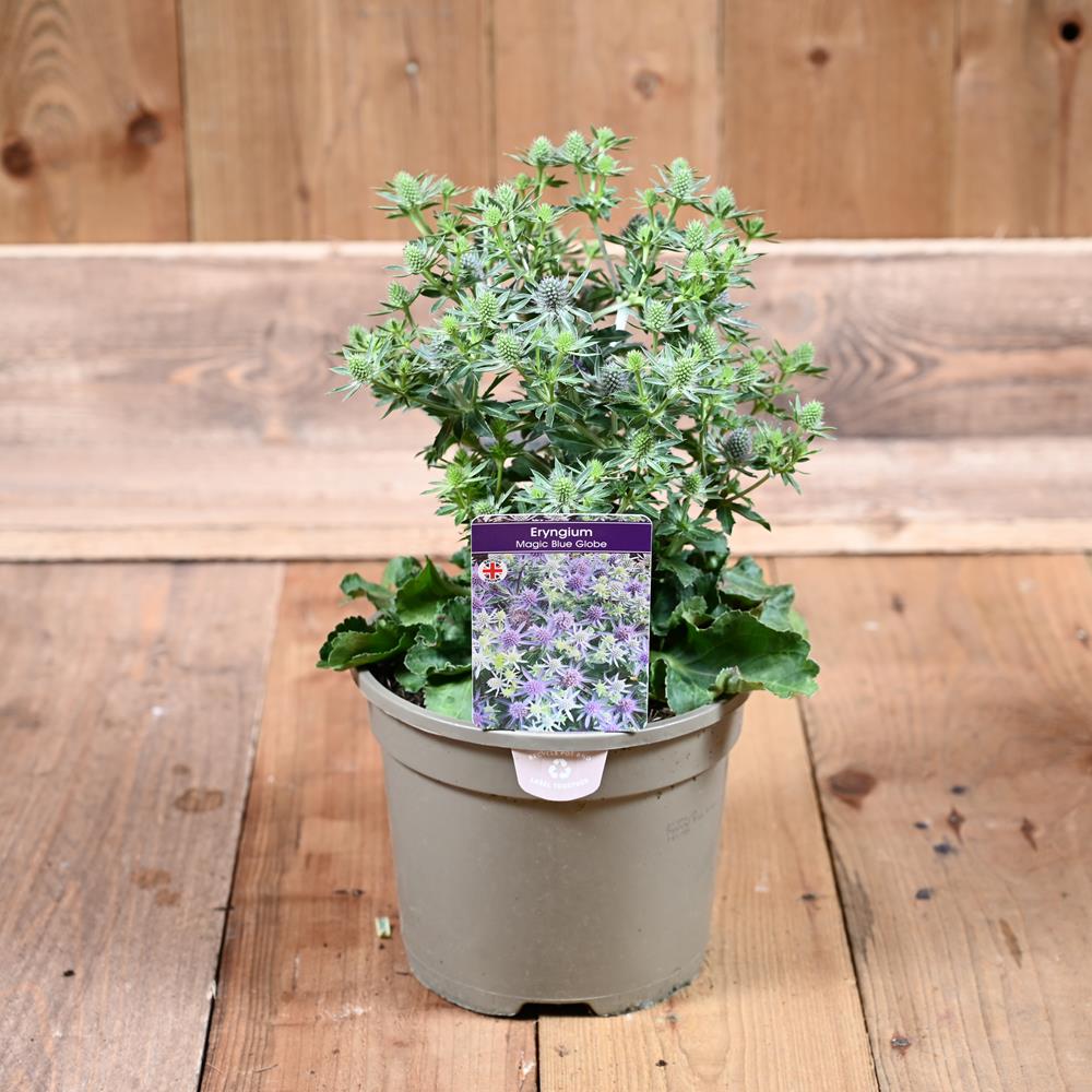 Eryngium Magical Blue Globe 3 Litre Herbaceous Perennials Polhill