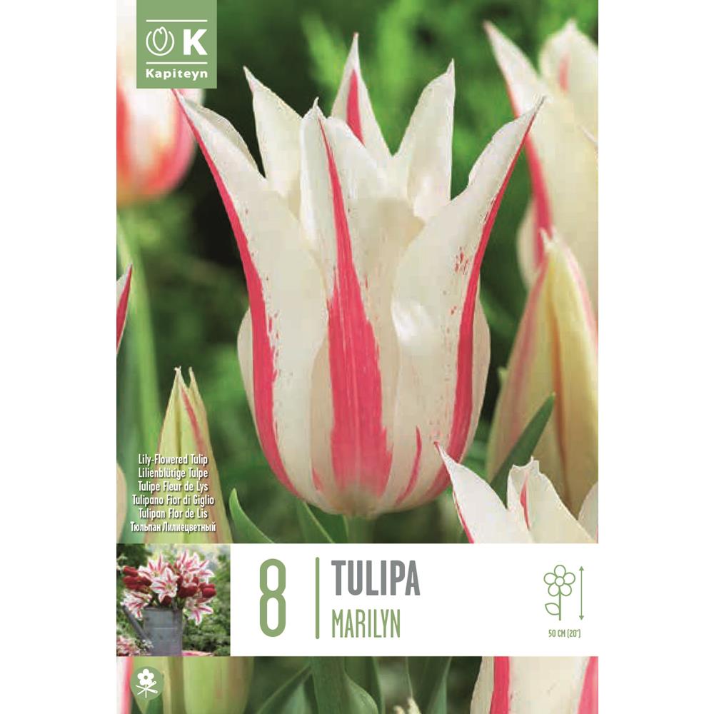 Tulip Lily Flowered Marilyn